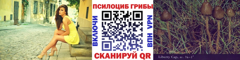 Купить Аргун Галлюциногенные грибы Psilocybe